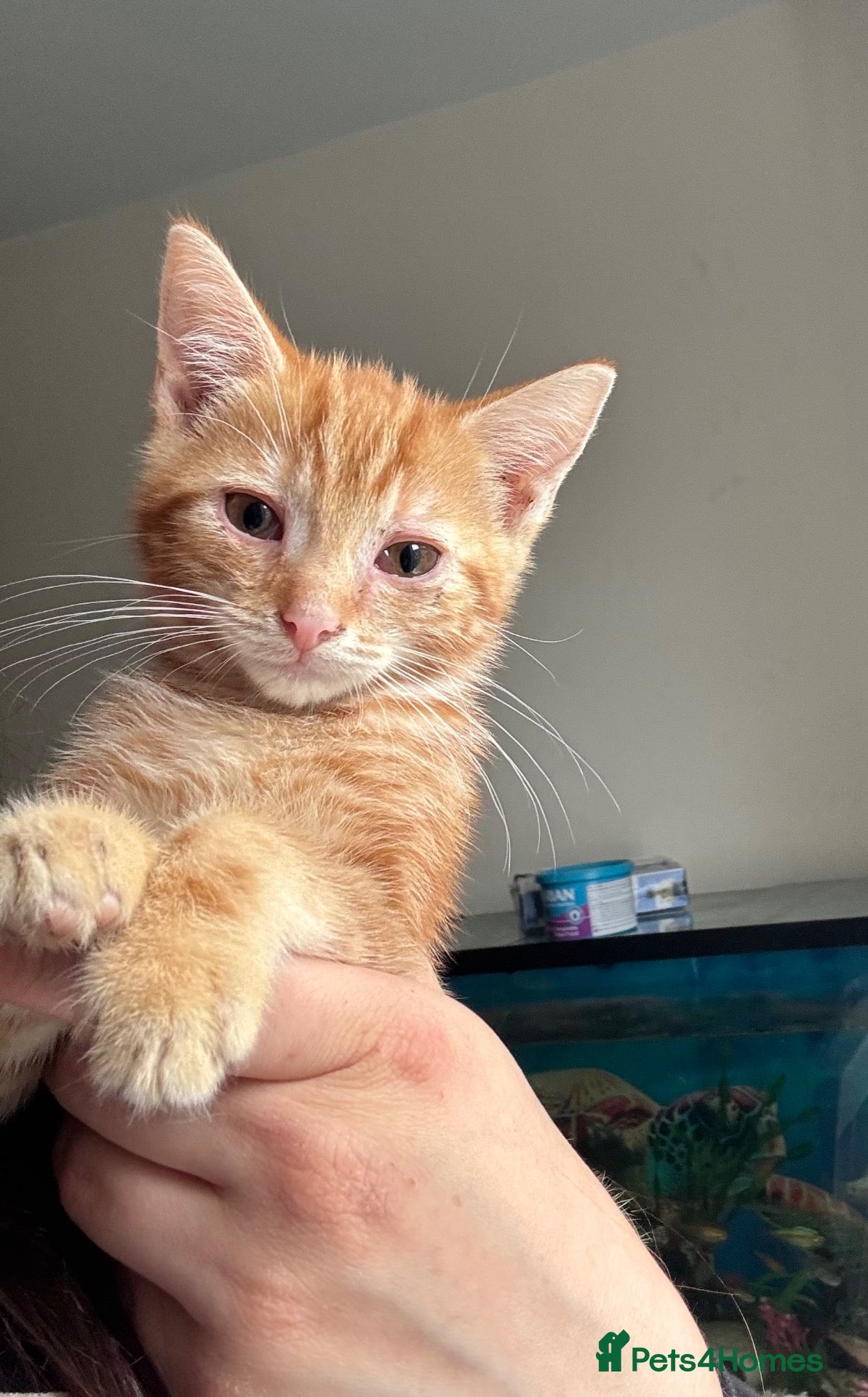 Mixed Breed cats Kittens ready to leave still available  - Advert 6