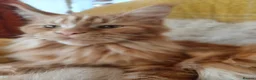 Maine Coon cats for stud: Wanted:Maine Coon Stud 5Gen Pedigree &Fully Tested - Advert 1