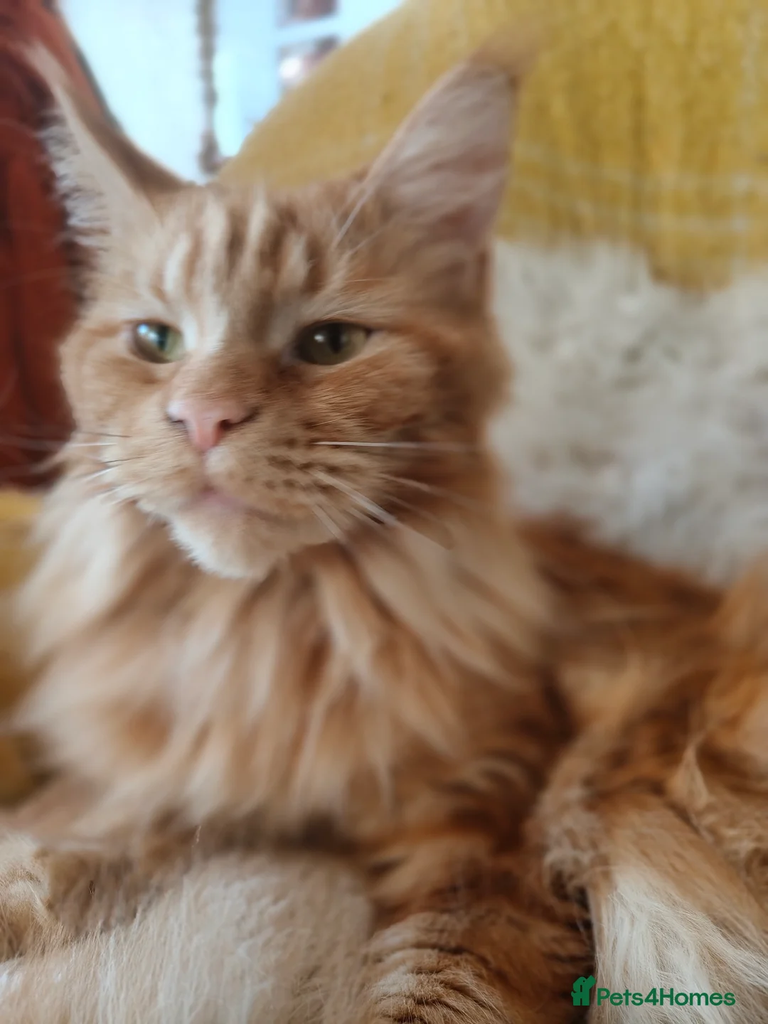 Maine Coon cats for stud: Wanted:Maine Coon Stud 5Gen Pedigree &Fully Tested - Advert 1