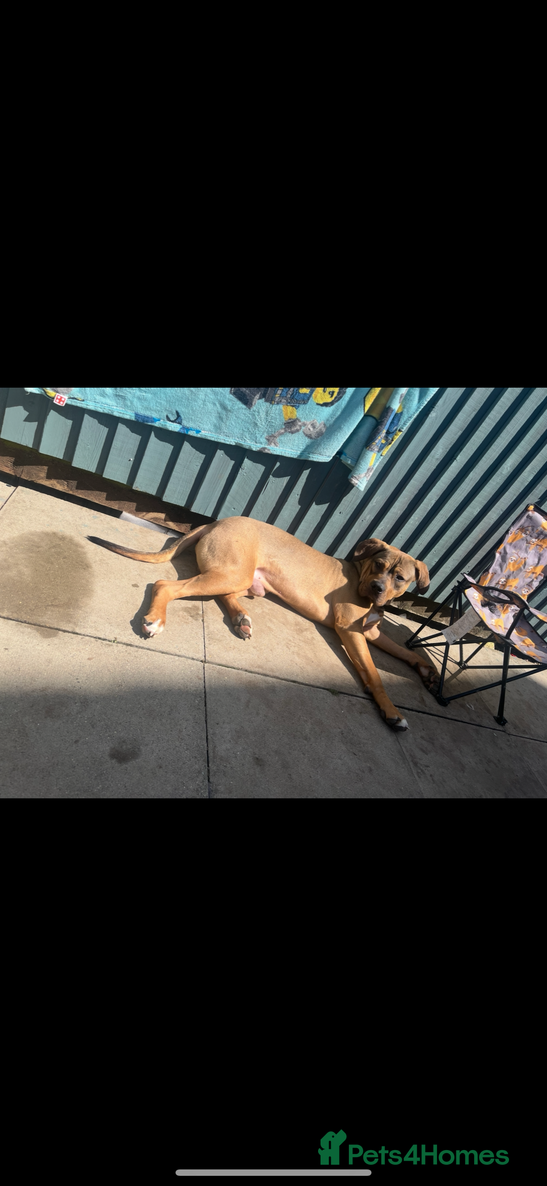 Cane Corso dogs for sale: Cane Corso  - Image 5