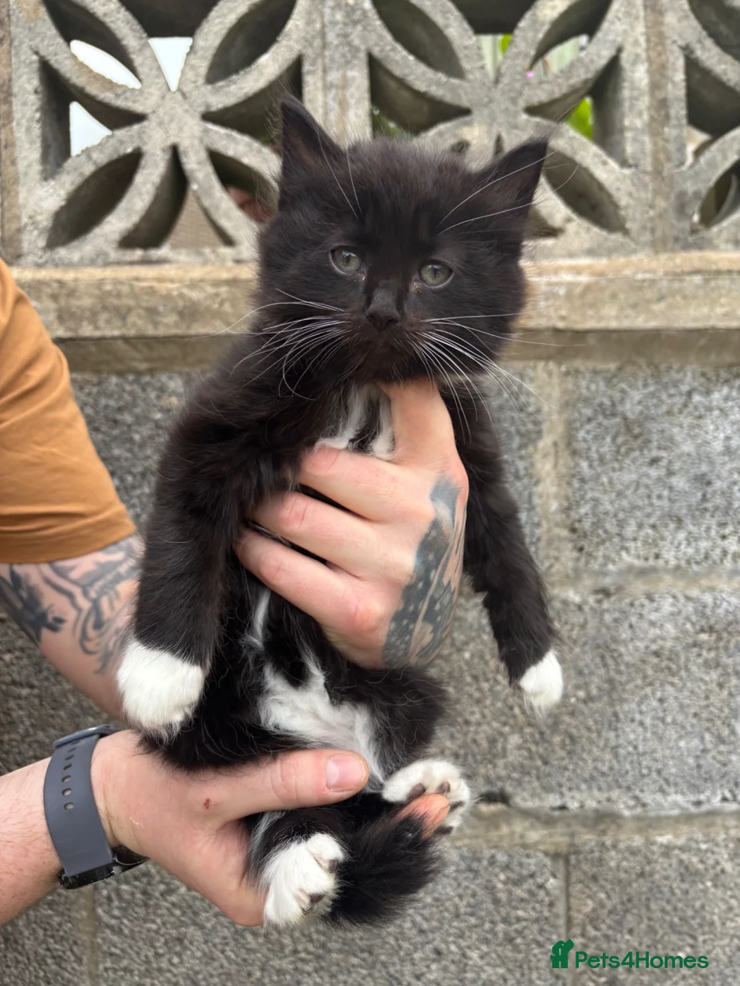 Mixed Breed cats for sale: 2 Gorgeous Ragdoll Cross Kittens  - Advert 11