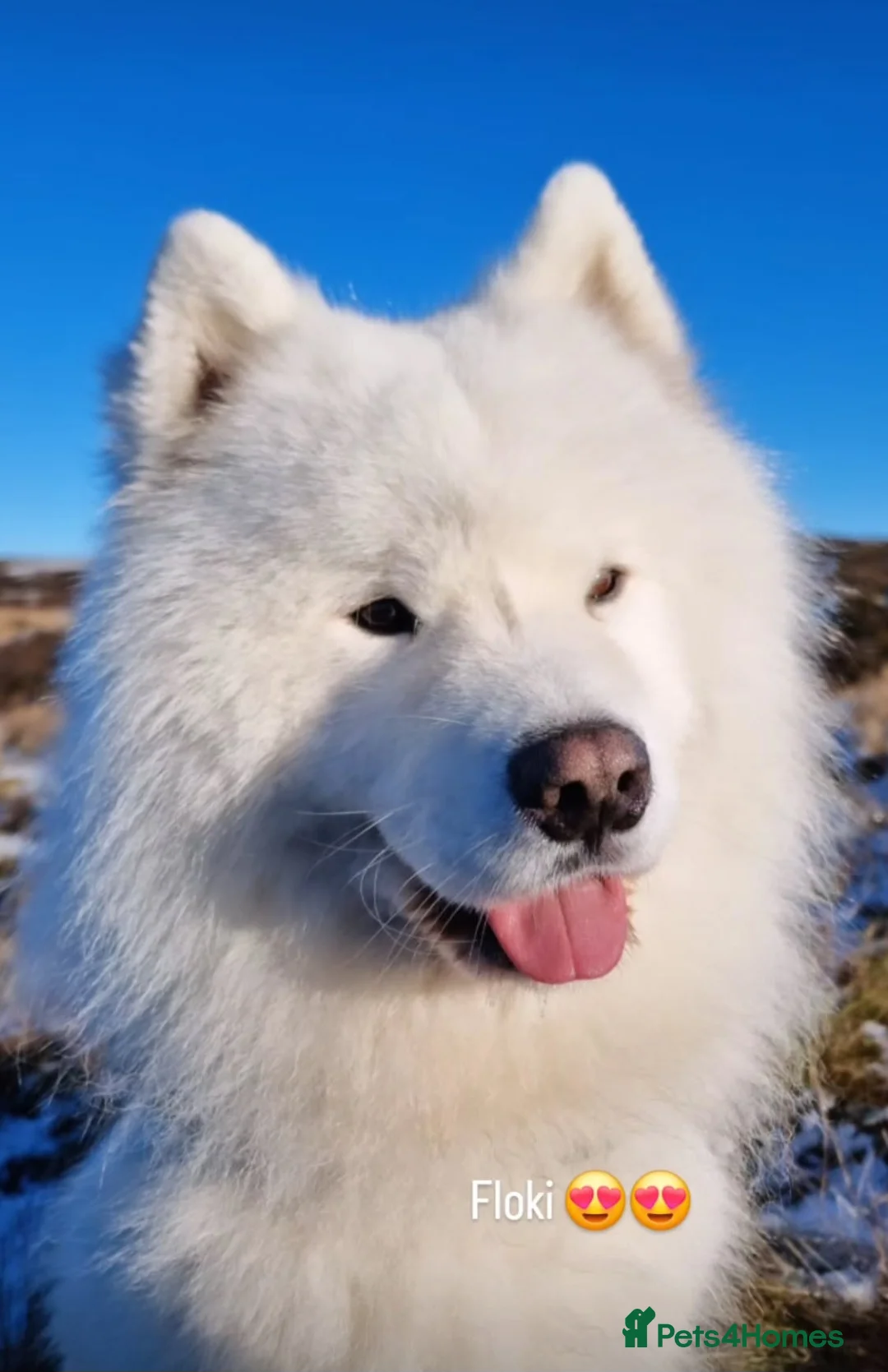 Samoyed dogs for stud: FULLY HEALTH TESTED KC Samoyed For Stud Champ Line - Advert 26