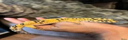 Leopard Gecko reptiles for sale: Beautifully marked hi-yellow female - Advert 3