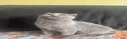 Scottish Fold cats for sale: Sccotish fold for sale - Advert 10