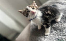 Mixed Breed cats for sale: 2 boy kitten left for sale  - Image 1