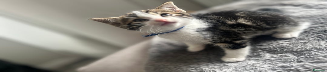 Mixed Breed Kitten 2