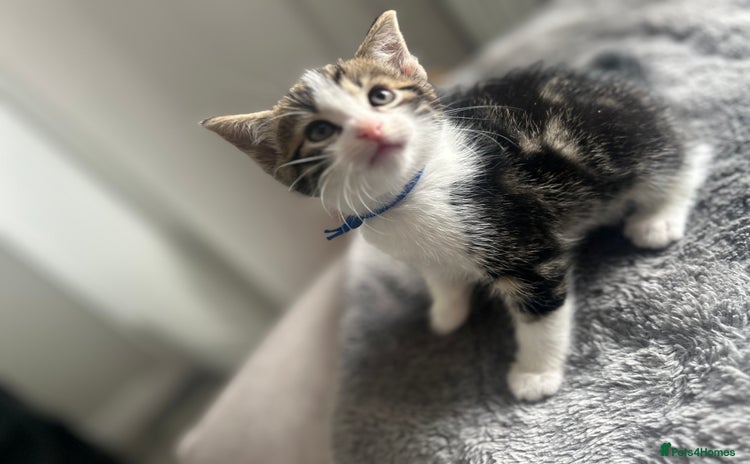 Mixed Breed cats - Advert 8