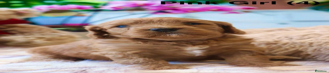 Cavapoochon Puppy 4