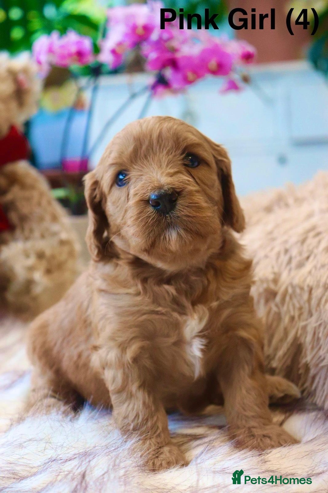 Cavapoochon dogs for sale: Cavapoochon Puppies Looking for Loving Families🐾 - Image 4