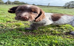 Cocker Spaniel dogs for sale: Extensively Health Tested KC Registered Girl - Image 7