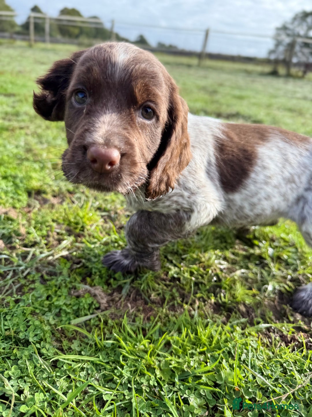 Cocker Spaniel dogs for sale: Extensively Health Tested KC Registered Girl - Image 7