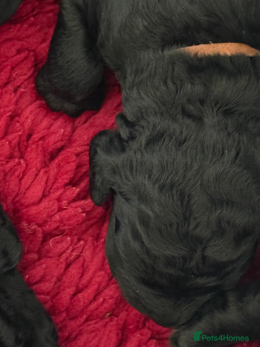 Mixed Breed dogs for sale: 5* medium half Australian labradoodles - Image 11