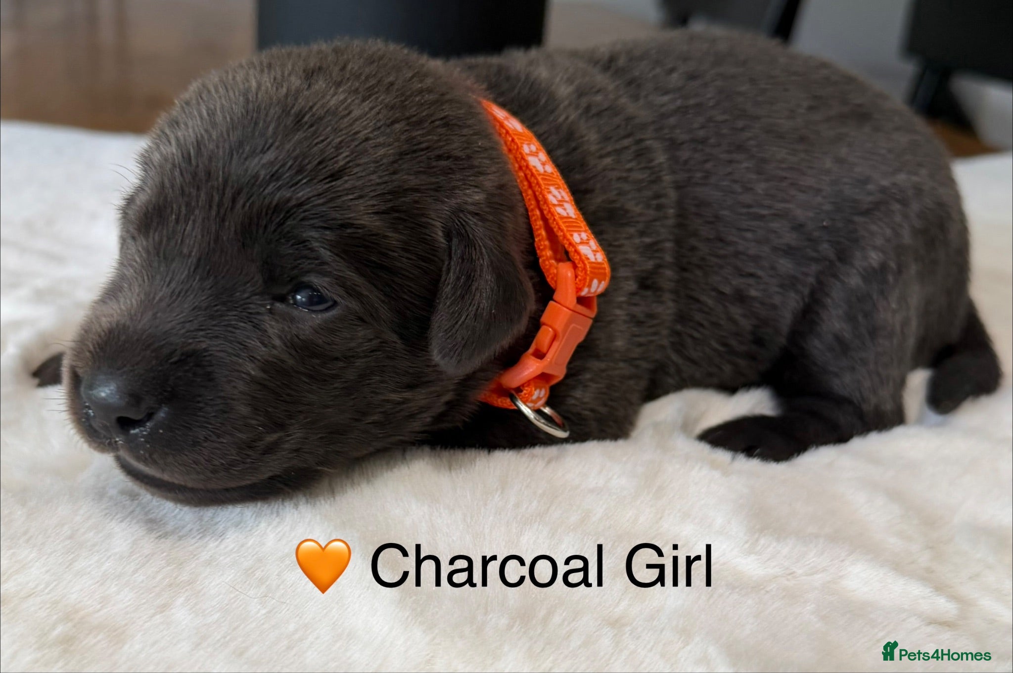 Labrador Retriever dogs Stunning Silver/Charcoal Labrador pups - Advert 1
