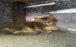 Ragdoll cats for sale: Stunning ragdoll cross BSH kitten  - Image 2