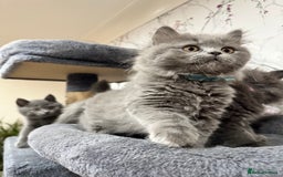 British Shorthair cats for sale: 4 Gorgeous British Blue Kittens  - Image 7