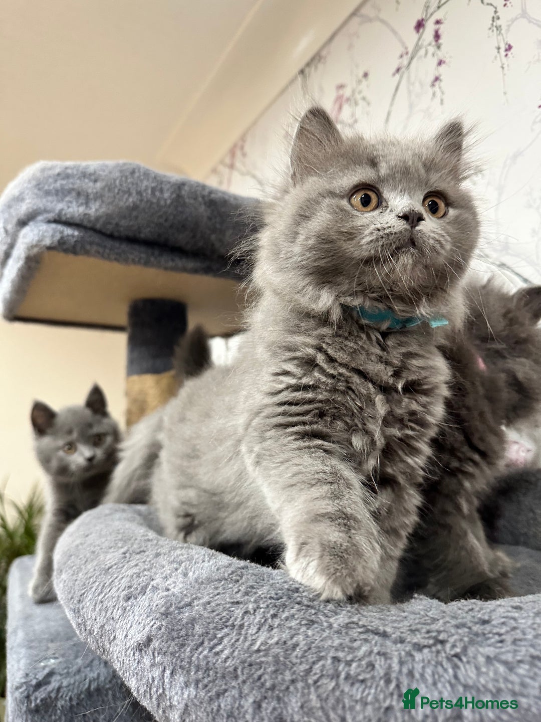 British Shorthair cats for sale: 4 Gorgeous British Blue Kittens  - Image 7