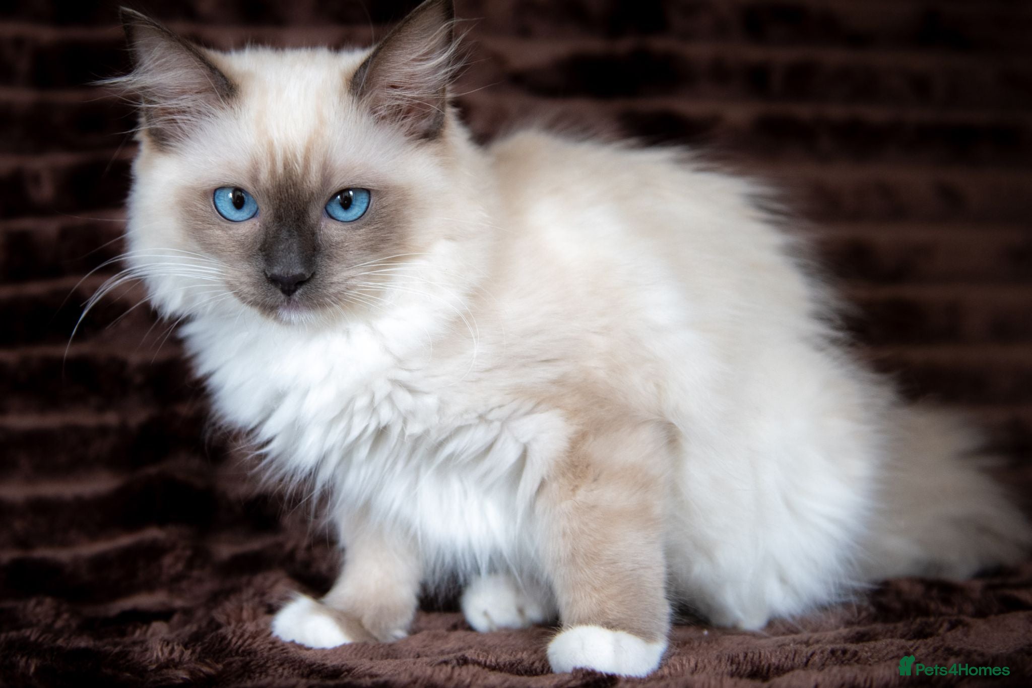 Ragdoll cats Stunning Female Ragdoll Ready Now. - Advert 1
