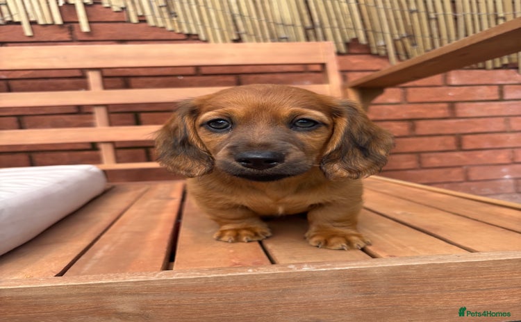 Miniature Dachshund dogs - Advert 12