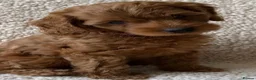 Cockapoo dogs for sale: Cockapoo puppies  in Paisley - Advert 2