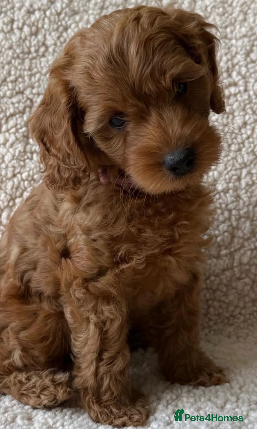 Cockapoo dogs for sale: Cockapoo puppies  in Paisley - Advert 2