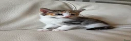 Mixed Breed cats for sale: 4 beautiful kittens  - Advert 17