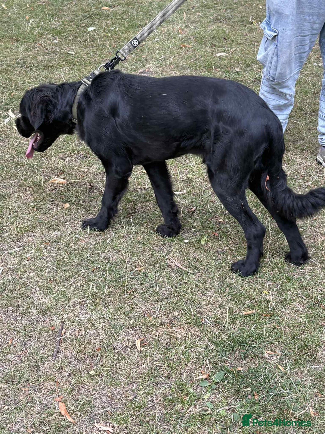 Cane Corso dogs for sale: Male cane corso - Image 3