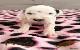 Dalmatian dogs for sale: Stunning KC Reg Dalmatian puppies  in Bristol - Image 29