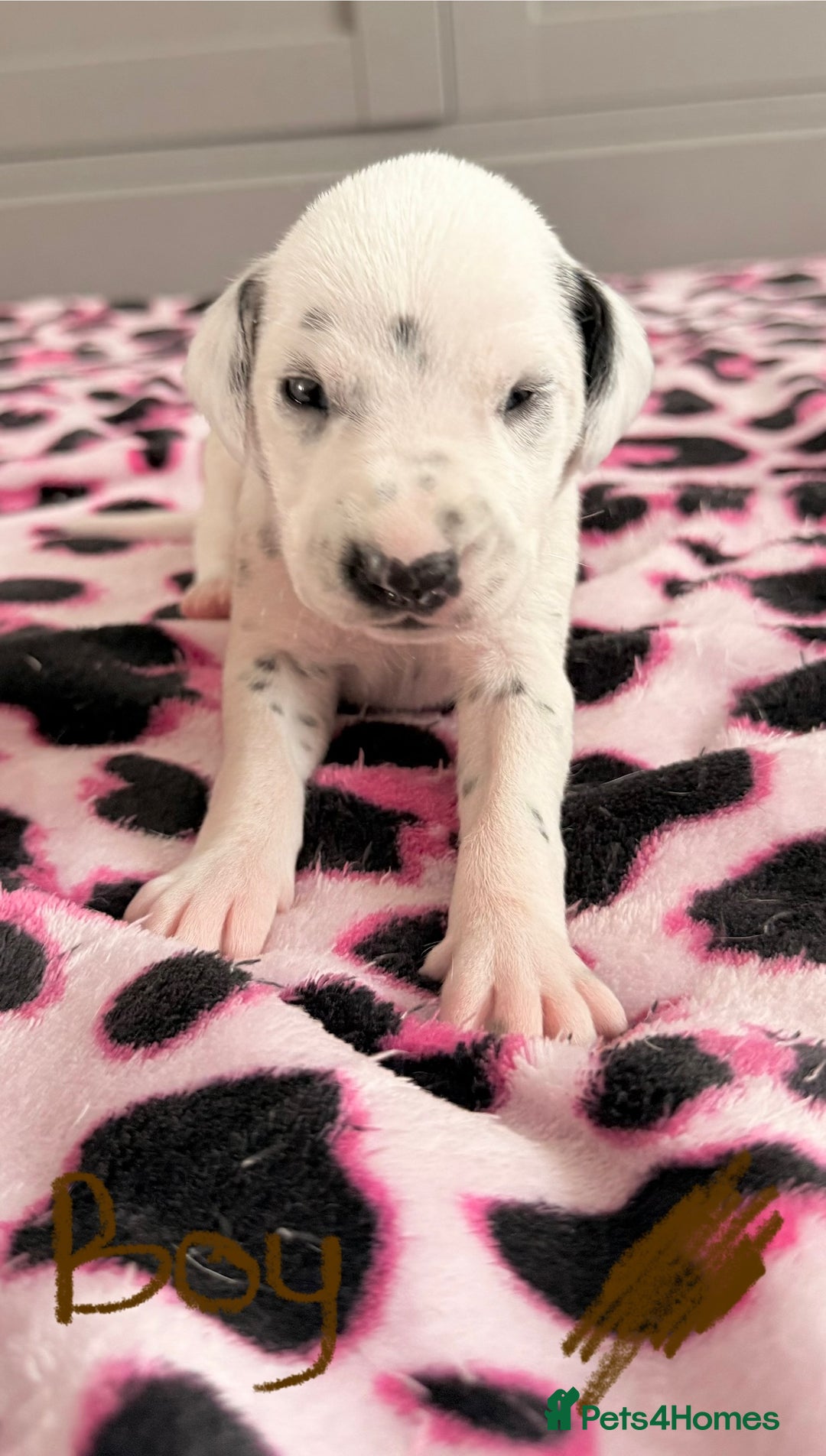 Dalmatian dogs for sale: Stunning KC Reg Dalmatian puppies  in Bristol - Image 29