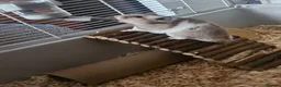 Hamster rodents for sale: beige and white Syrian hamster in Neston - Advert 3