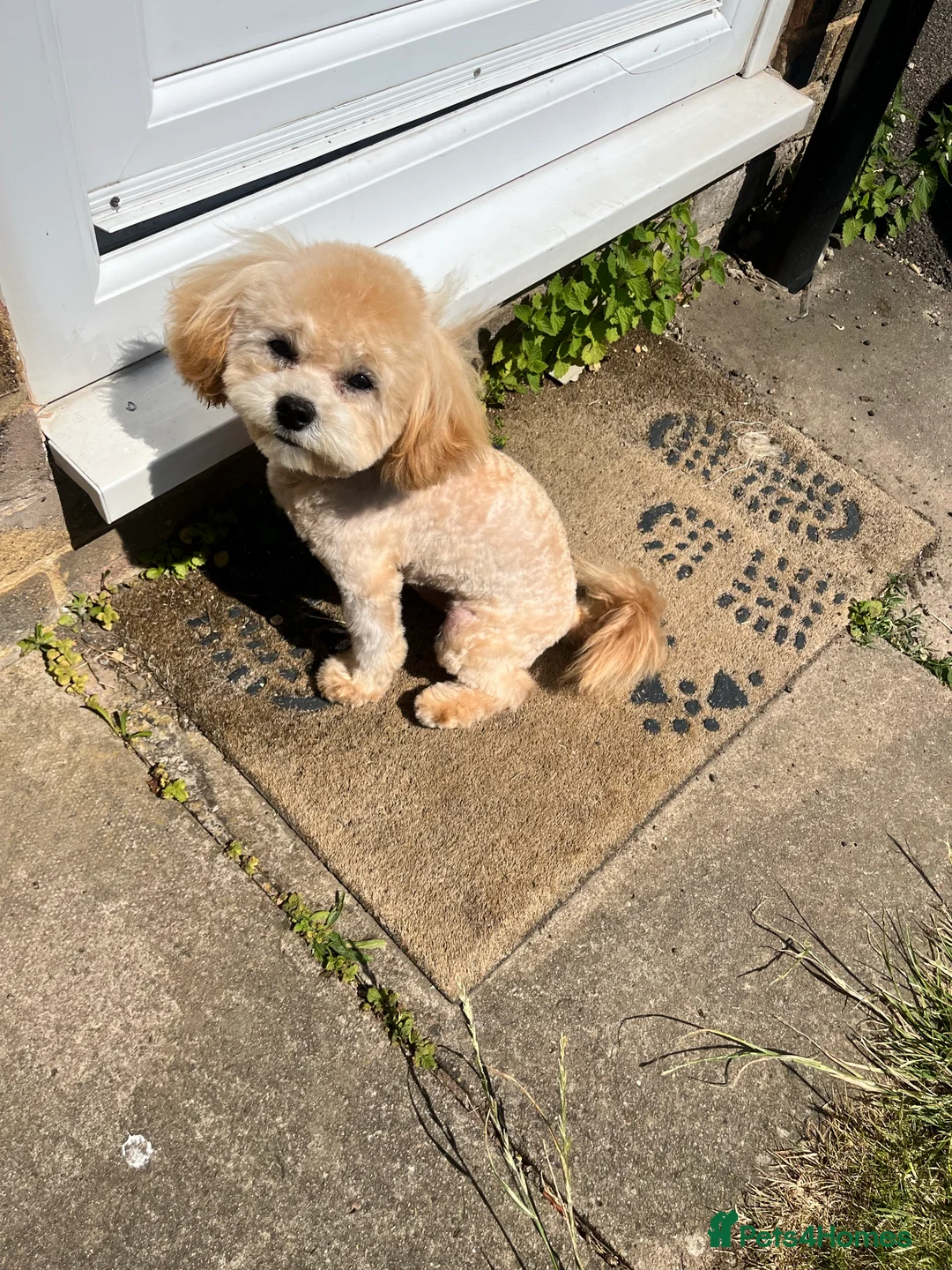Maltipoo dogs for stud: Maltipoo STUD   in Luton - Advert 10