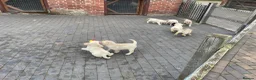 Labrador Retriever dogs for sale: Beautiful Labrador Puppies - Advert 13