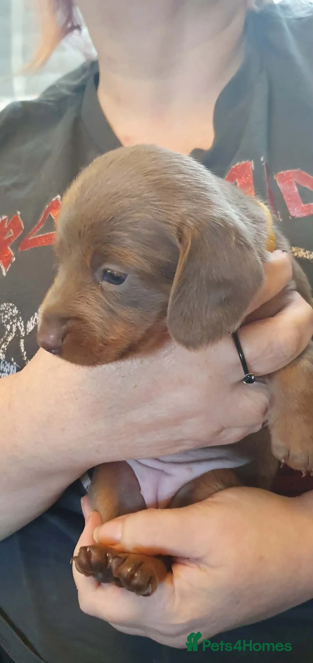 Miniature Dachshund dogs for sale: Beautiful Dachshund Puppies - Advert 2