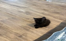Siberian cats for sale: Siberian kitten  - Image 2