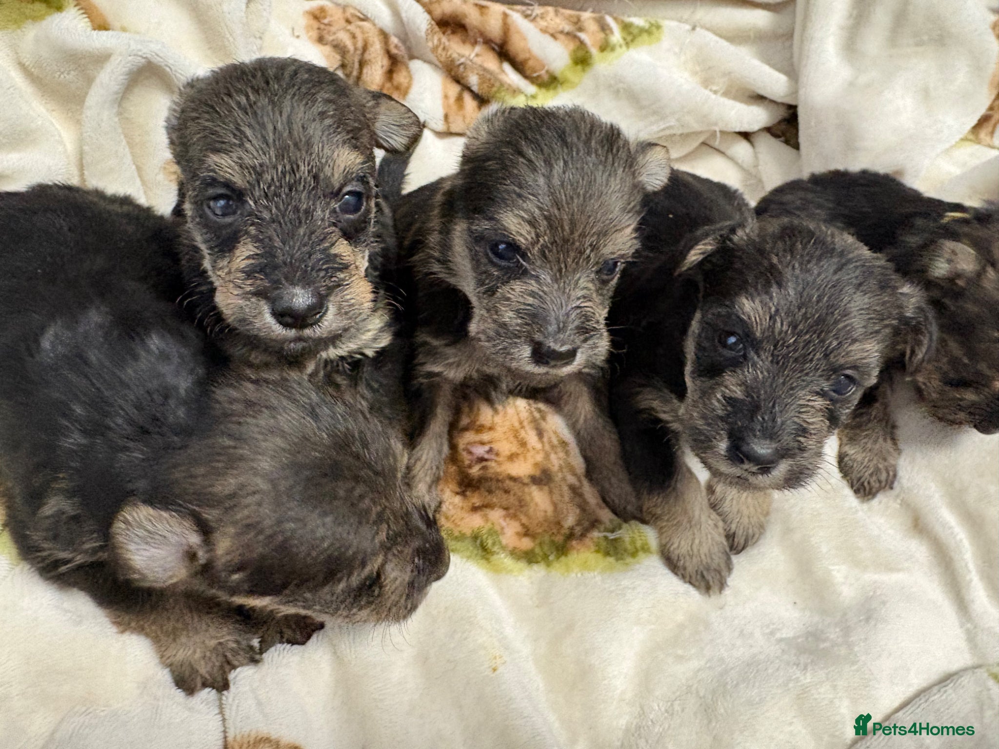 Mixed Breed dogs Wowauzer puppies for sale - Advert 1
