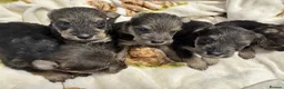 Mixed Breed dogs for sale: Wowauzer puppies for sale - Advert 1