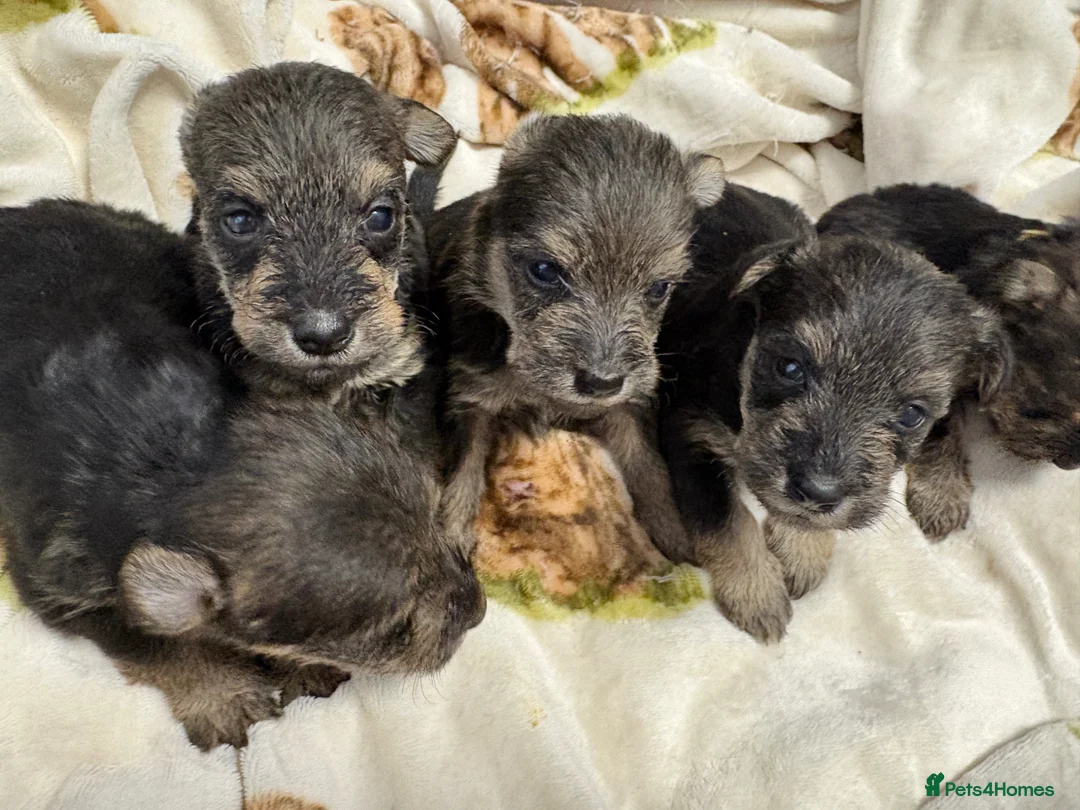 Mixed Breed dogs for sale: Wowauzer puppies for sale - Advert 1