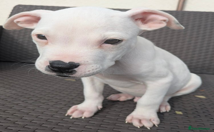 Mixed Breed dogs - Advert 2