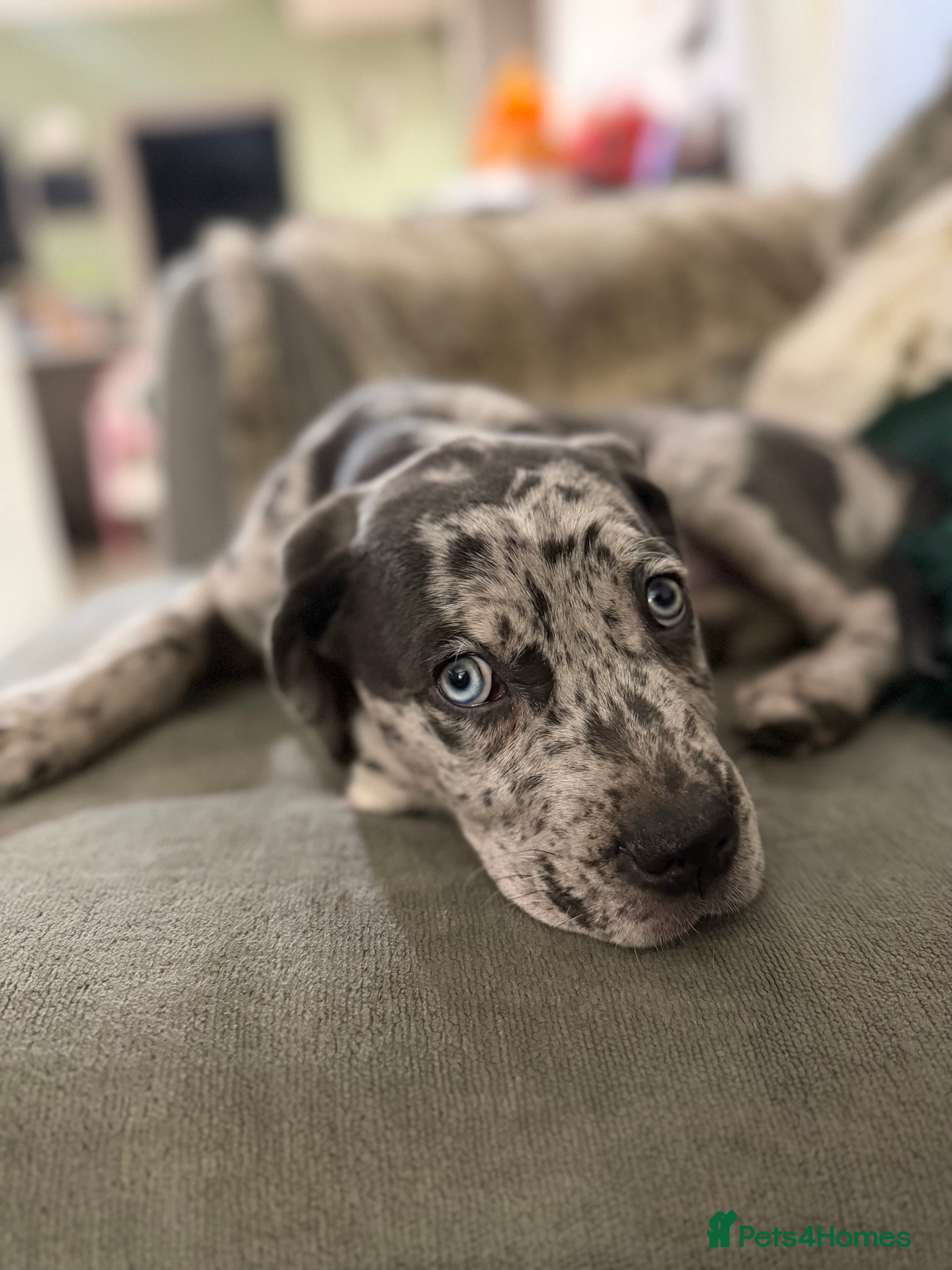 Cane Corso dogs **LAST PUPPY** Beautiful chunky Cane Corso - Advert 2