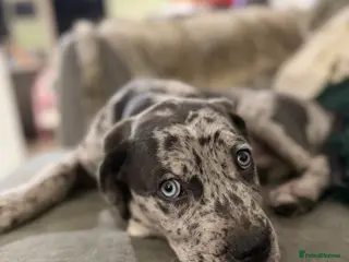 Cane Corso dogs **LAST PUPPY** Beautiful chunky Cane Corso - Advert 2