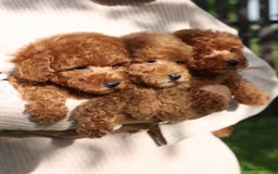 Toy Poodle dogs for sale: 🐩💖 Charming Toy Poodle Puppies for Sale 🐾✨ - Image 2