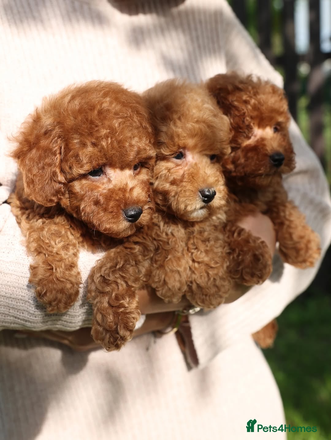 Toy Poodle dogs for sale: 🐩💖 Charming Toy Poodle Puppies for Sale 🐾✨ - Image 2