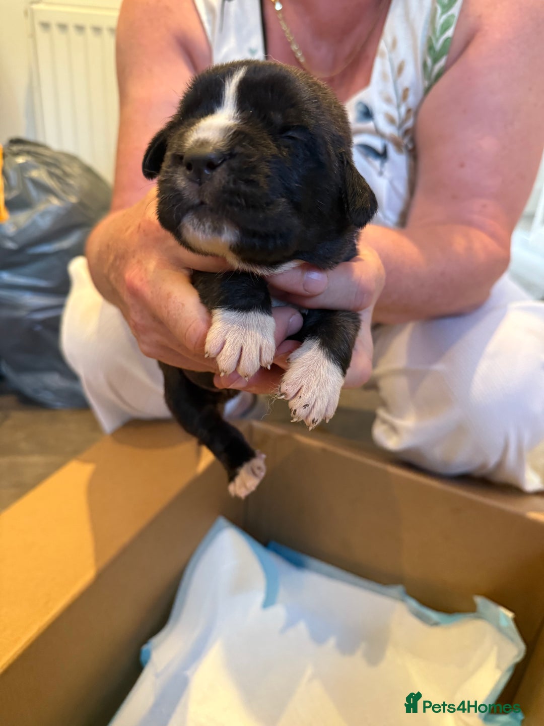 Mixed Breed dogs for sale: Saint Mastiffs for sale - Image 7