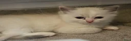 Ragdoll cats for sale: Stunning ragdoll kittens - Advert 10