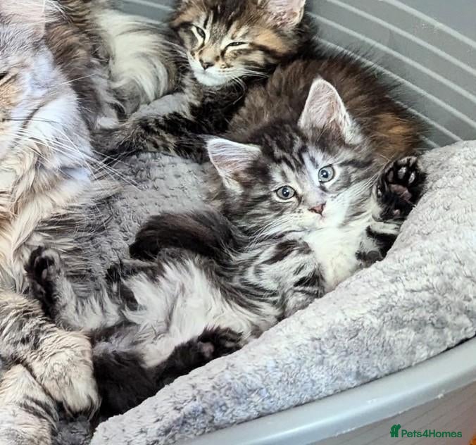 Maine Coon cats 🎄3 Purebred Maine Coon Girls – Ready 23 Dec 🎄 - Advert 4