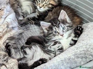 Maine Coon cats 🎄3 Purebred Maine Coon Girls – Ready 23 Dec 🎄 - Advert 1