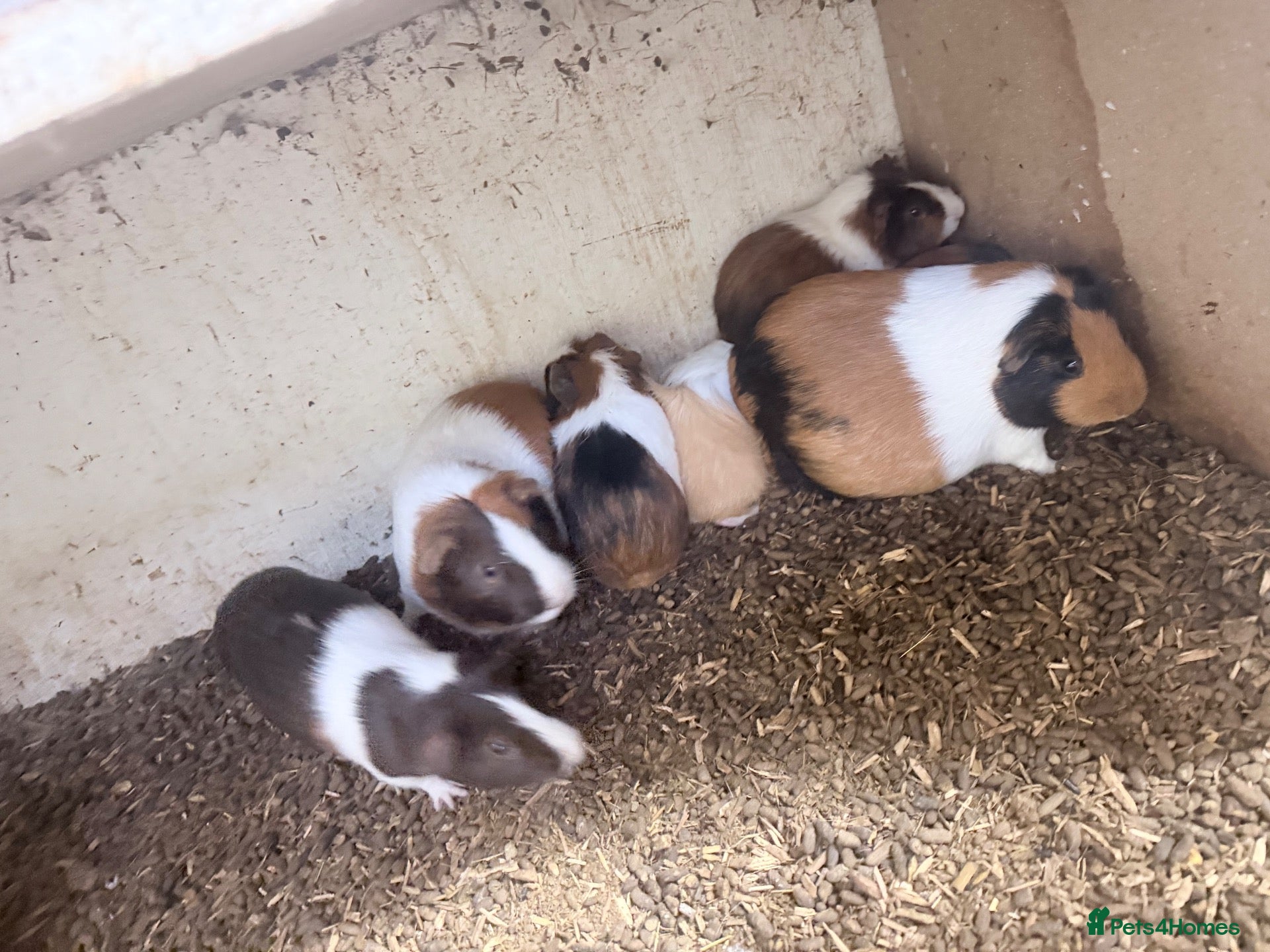 Guinea Pig rodents 10 Guinea pigs for sale  - Advert 2