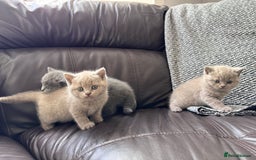 British Shorthair cats for sale: Gorgeous British Shorthair Kittens - Image 2