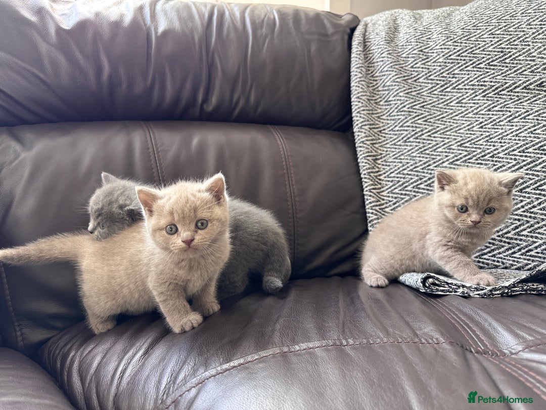 British Shorthair cats for sale: Gorgeous British Shorthair Kittens - Image 2