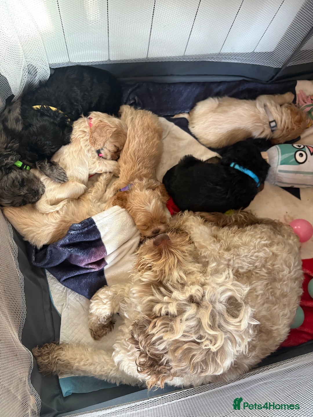 Cockapoo dogs for sale: Beautiful cockapoos - Advert 2