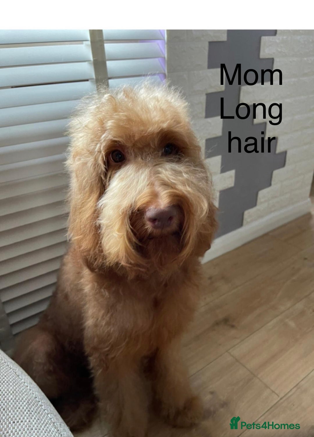 Labradoodle dogs for sale: Health tested Australian Labradoodles - Image 15